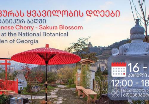 16-17.04.2022: Tbilisi Botanical Garden will hold cherry blossom days - Travel company "Silk Road Group"