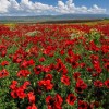 Celebrate warm spring days in Georgia - Travel company "Silk Road Group"