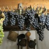 5 facts about Georgian wine - Travel company "Silk Road Group"