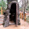  Inside a centuries-old oak in Georgia has equipped the chapel - Travel company "Silk Road Group"